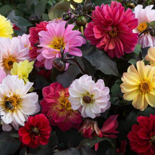 DAHLIA 'DIABLO MIX' seed image