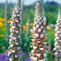 DIGITALIS LANATA 'CAFE CREME' seed image