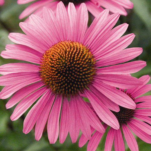 ECHINACEA PURPUREA 'PRIMADONNA DEEP ROSE PINK' seed image