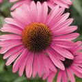 ECHINACEA PURPUREA 'PRIMADONNA DEEP ROSE PINK' seed image