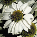ECHINACEA PURPUREA 'PRIMADONNA WHITE' seed image