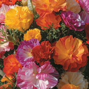 ESCHSCHOLZIA CALIFORNICA 'JELLY BEANS' seed image