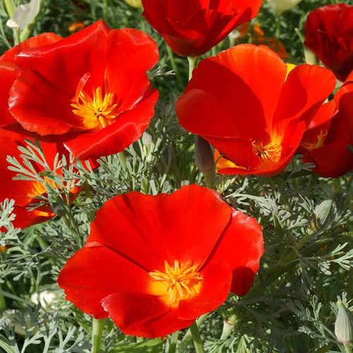 Eschscholzia Californica 'Red Chief' Seeds (100+ seeds) (Californian ...