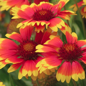 GAILLARDIA X GRANDIFLORA 'GOBLIN' seed image