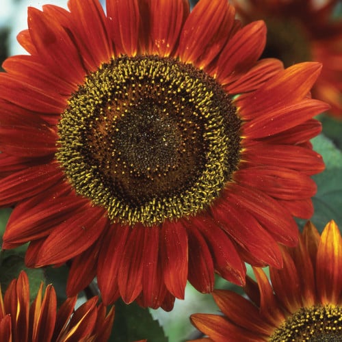 SUNFLOWER 'RED SUN' seed image