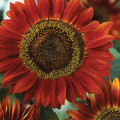 SUNFLOWER 'RED SUN' seed image