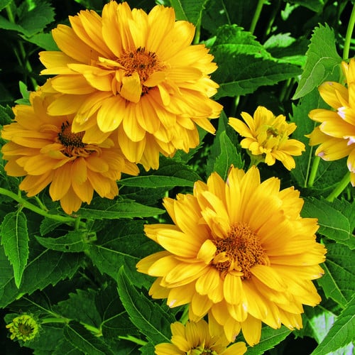 HELIOPSIS HELIANTHOIDES var SCABRA 'SUMMER SUN' seed image