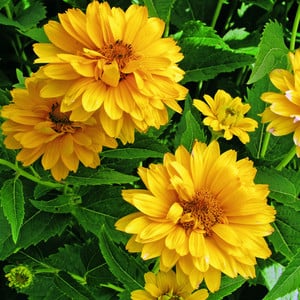 HELIOPSIS HELIANTHOIDES var SCABRA 'SUMMER SUN' seed image