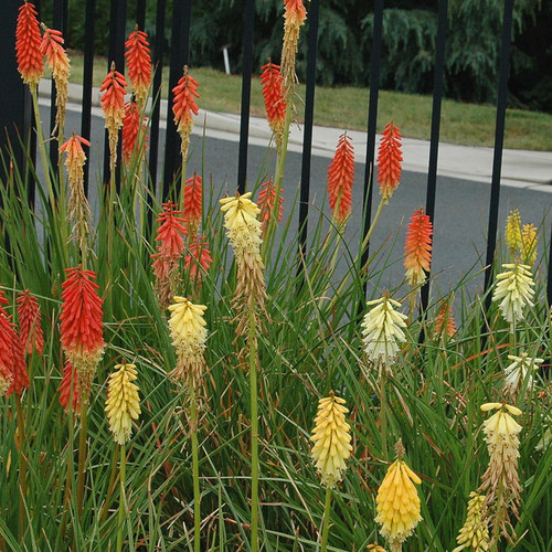 KNIPHOFIA CROWN HYBRIDS seed image