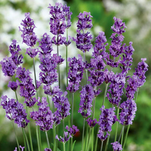 LAVANDULA ANGUSTIFOLIA 'MUNSTEAD DWARF' seed image