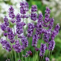 LAVANDULA ANGUSTIFOLIA 'MUNSTEAD DWARF' seed image