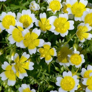 LIMNANTHES DOUGLASII seed image