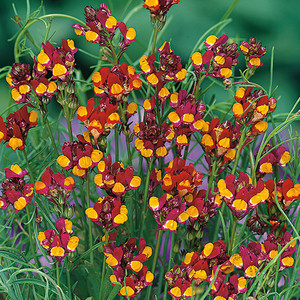 LINARIA RETICULATA 'SPANISH DANCER' seed image