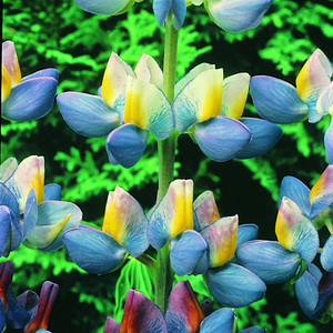 LUPINUS MUTABILIS 'SUNRISE' seed image