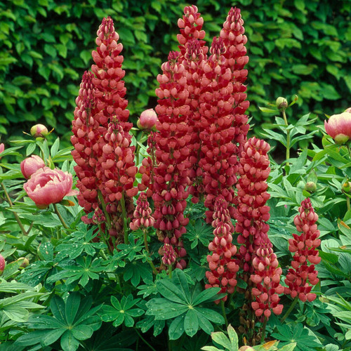 LUPINUS X RUSSELLII 'MY CASTLE' seed image