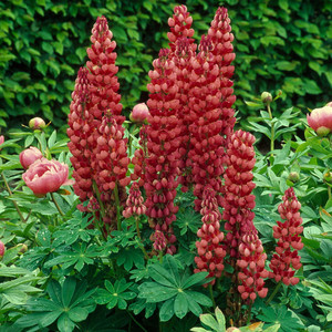 LUPINUS X RUSSELLII 'MY CASTLE' seed image