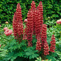 LUPINUS X RUSSELLII 'MY CASTLE' seed image