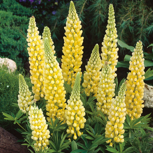 LUPINUS X RUSSELLII 'CHANDELIER' SEEDS (15+ seeds) (Lupin) - Plant World Seeds