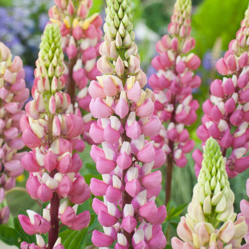LUPINUS X RUSSELLII 'THE CHATELAINE' seed image