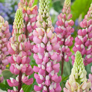 LUPINUS X RUSSELLII 'THE CHATELAINE' seed image