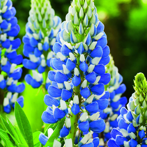 LUPINUS X RUSSELLII 'THE GOVERNOR' SEEDS (15+ seeds) - Plant World Seeds
