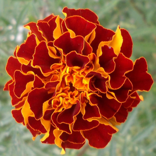 MARIGOLD 'SPANISH BROCADE' seed image