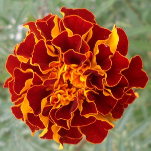 MARIGOLD 'SPANISH BROCADE' seed image