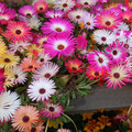MESEMBRYANTHEMUM CRINIFLORUM 'HARLEQUIN' seed image