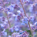 NEPETA MUSSINII seed image