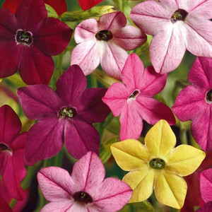 NICOTIANA ALATA 'SENSATION MIX' seed image