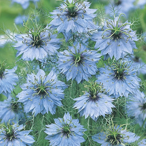 NIGELLA DAMASCENA 'MISS JEKYLL LIGHT BLUE' seed image