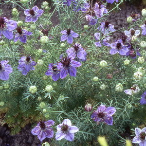 NIGELLA DAMASCENA 'MISS JEKYLL OXFORD BLUE' seed image
