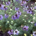 NIGELLA DAMASCENA 'MISS JEKYLL OXFORD BLUE' seed image