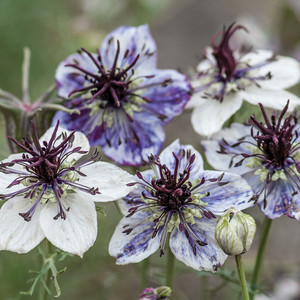 NIGELLA PAPILLOSA 'DELFT BLUE' seed image