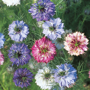 NIGELLA DAMASCENA 'PERSIAN JEWELS' seed image