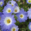 NOLANA PARADOXA 'BLUE BIRD' seed image