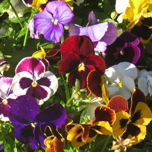 PANSY SWISS GIANTS MIX seed image