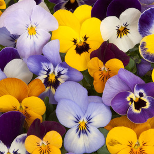 PANSY CLEAR CRYSTAL BLENDED MIX seed image