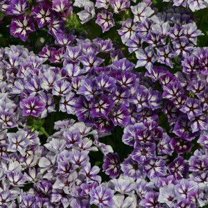 PHLOX DRUMMONDII 'SUGAR STARS' seed image