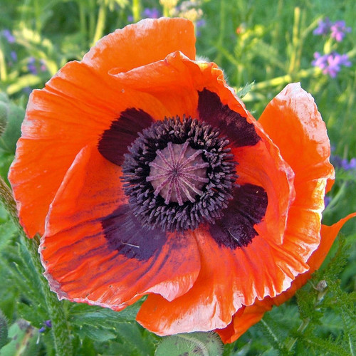 PAPAVER ORIENTALE 'BRILLIANT' seed image