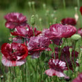 PAPAVER RHOEAS 'PANDORA' seed image