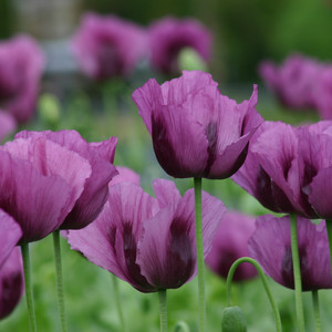 PAPAVER SOMNIFERUM 'HUNGARIAN BLUE' seed image