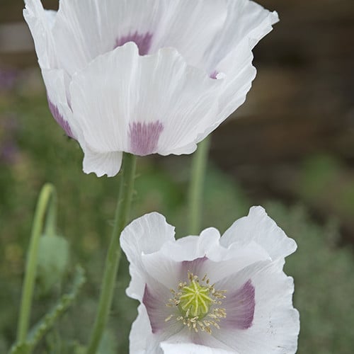 PAPAVER SOMNIFERUM 'MAANZAAD' seed image