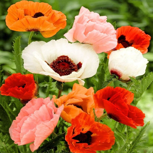PAPAVER ORIENTALE 'NEW HYBRIDS' seed image