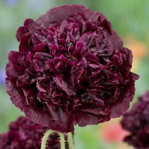 PAPAVER PAEONIFLORUM 'BLACK PEONY' seed image