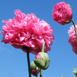 Graines de Papaver somniferum 'Double mix' - Pavot somnifère