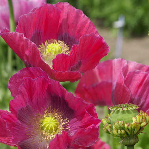 PAPAVER SOMNIFERUM 'HENS AND CHICKENS' seed image