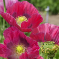 PAPAVER SOMNIFERUM 'HENS AND CHICKENS' seed image