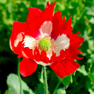 PAPAVER SOMNIFERUM 'VICTORIA CROSS' seed image