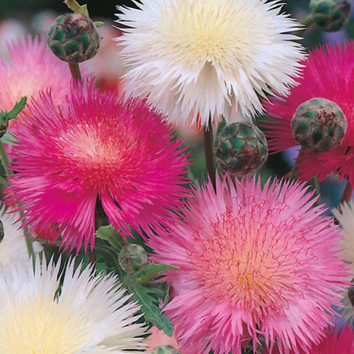AMBERBOA MOSCHATA 'CROWN MIXTURE' seed image